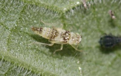  Eupteryx melissae Curtis, 1837