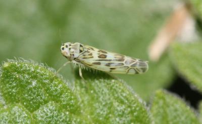  Eupteryx melissae Curtis, 1837