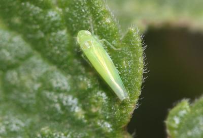  Empoasca vitis (Göthe, 1875)
