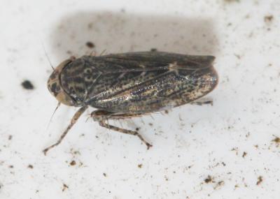  Euscelis incisus (Kirschbaum, 1858)