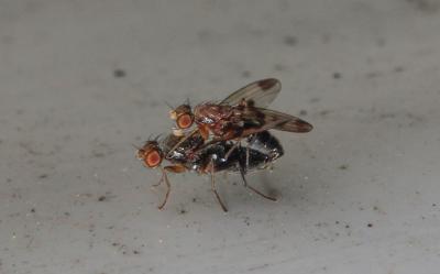  Geomyza tripunctata Fallén, 1823