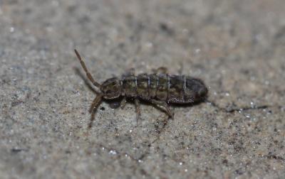  Isotomurus maculatus (Schäffer, 1896)