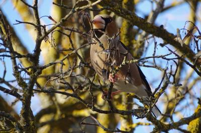 Grosbec casse-noyaux Coccothraustes coccothraustes (Linnaeus, 1758)