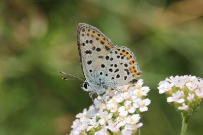 Cuivré fuligineux (Le), Argus myope (L'), Polyomma Lycaena tityrus (Poda, 1761)