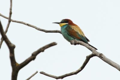 Guêpier d'Europe Merops apiaster Linnaeus, 1758