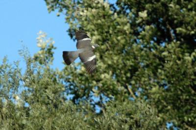 Pigeon ramier Columba palumbus Linnaeus, 1758