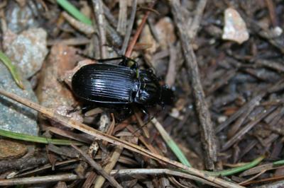  Abax parallelepipedus (Piller & Mitterpacher, 1783)