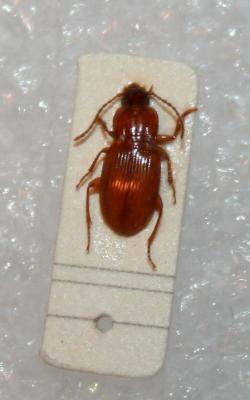  Pterostichus pumilio (Dejean, 1828)