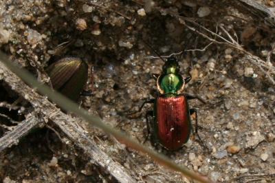  Agonum sexpunctatum (Linnaeus, 1758)
