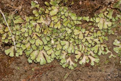  Reboulia hemisphaerica (L.) Raddi, 1818