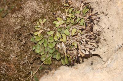  Reboulia hemisphaerica (L.) Raddi, 1818