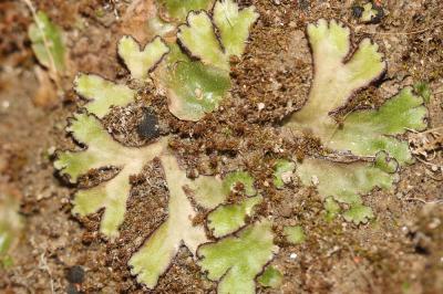  Reboulia hemisphaerica (L.) Raddi, 1818