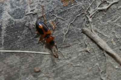  Badister bullatus (Schrank, 1798)