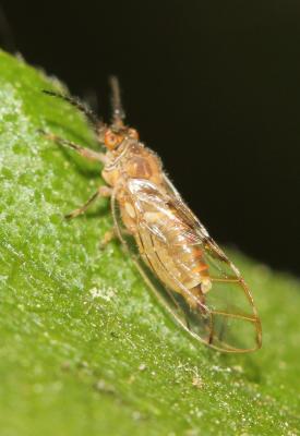 Psylle du figuier Homotoma ficus (Linnaeus, 1758)