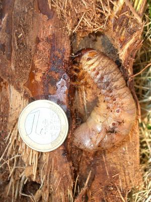 Bombyx du Palmier (Le) Paysandisia archon (Burmeister, 1880)