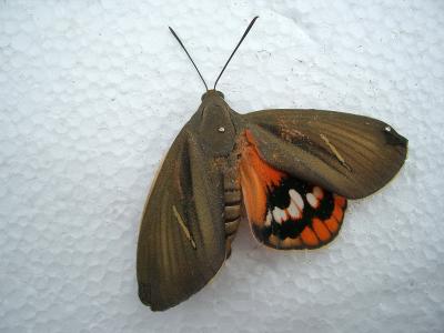Bombyx du Palmier (Le) Paysandisia archon (Burmeister, 1880)