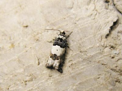  Gypsonoma sociana (Haworth, 1811)
