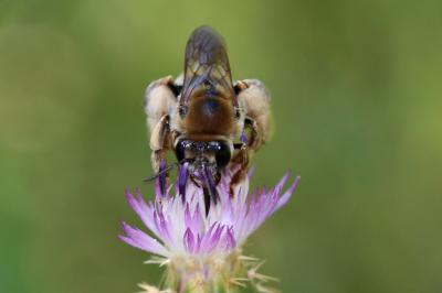  Eucera Scopoli, 1770