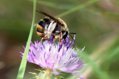  Eucera Scopoli, 1770