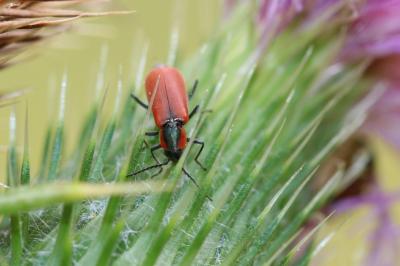  Anthocomus rufus (Herbst, 1784)