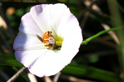  Andrena pellucens Pérez, 1895