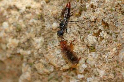  Dolichurus haemorrhous A. Costa, 1886