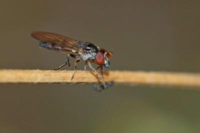  Pelecocera pruinosomaculata Strobl, 1906