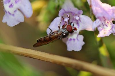 Pelecocera pruinosomaculata Strobl, 1906