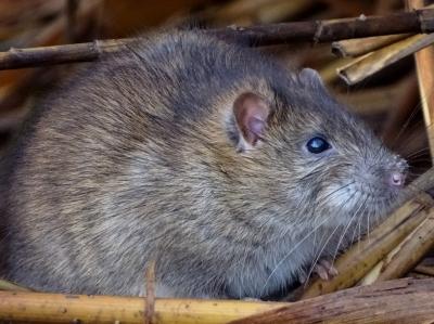  Rattus norvegicus (Berkenhout, 1769)