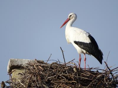 Cigogne blanche Ciconia ciconia (Linnaeus, 1758)
