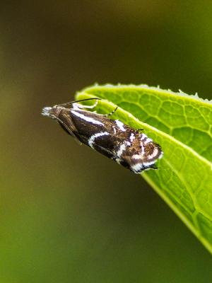  Millieria dolosalis (Heydenreich, 1851)