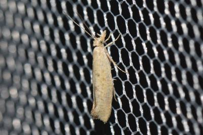  Ypsolopha alpella (Denis & Schiffermüller, 1775)