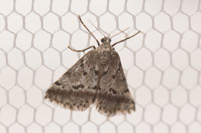 Gymnospile du Thym (La) Tephronia oranaria Staudinger, 1892