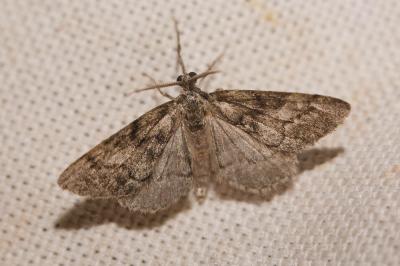 Gymnospile commune (La), Gymnospile crème (La) Tephronia sepiaria (Hufnagel, 1767)