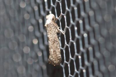  Paraswammerdamia albicapitella (Scharfenberg, 1805)