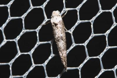  Paraswammerdamia albicapitella (Scharfenberg, 1805)