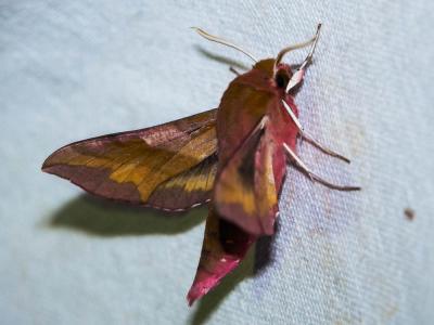 petit Sphinx de la Vigne (Le) Deilephila porcellus (Linnaeus, 1758)