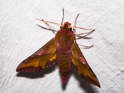 petit Sphinx de la Vigne (Le) Deilephila porcellus (Linnaeus, 1758)