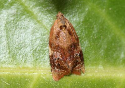  Ditula angustiorana (Haworth, 1811)