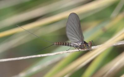  Baetidae Leach, 1815