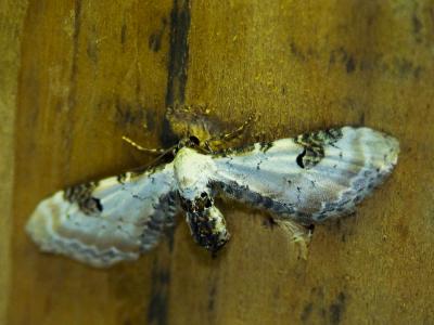 Eupithécie des Centaurées (L'), Eupithécie oblongu Eupithecia centaureata (Denis & Schiffermüller, 1775)
