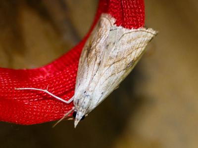  Evergestis forficalis (Linnaeus, 1758)