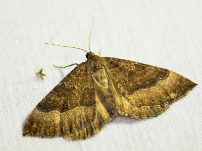 Larentie cloutée (La) Larentia clavaria (Haworth, 1809)