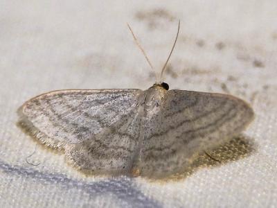 Acidalie minime (L') Scopula minorata (Boisduval, 1833)