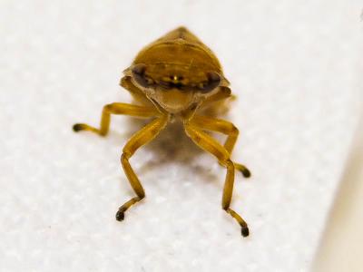 Philène spumeuse Philaenus spumarius (Linnaeus, 1758)