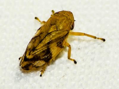 Philène spumeuse Philaenus spumarius (Linnaeus, 1758)