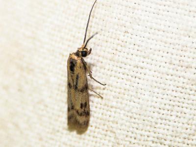  Homoeosoma sinuella (Fabricius, 1794)