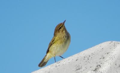 Pouillot véloce Phylloscopus collybita (Vieillot, 1887)