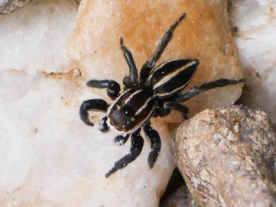  Phlegra bresnieri (Lucas, 1846)