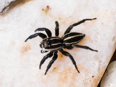  Phlegra bresnieri (Lucas, 1846)